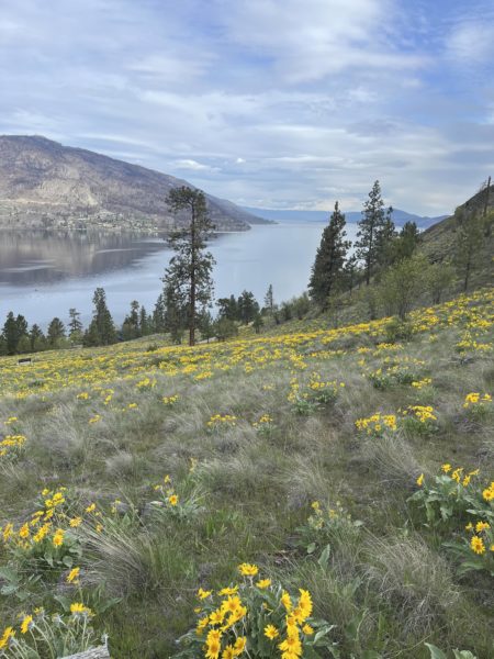 Looking down a hillside covered in yellow flowers. Below, scattered pine trees and a long, thin blue lake. Across the lake is a bare mountain, and above, the cloudy blue sky.